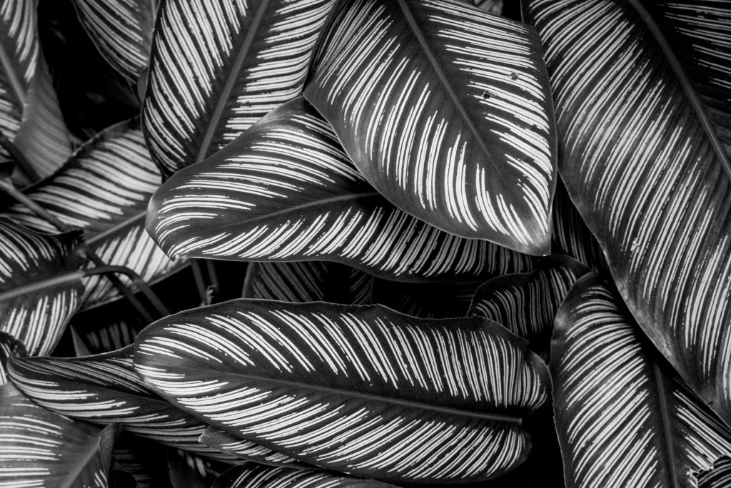 Liście palmy czarno-białej