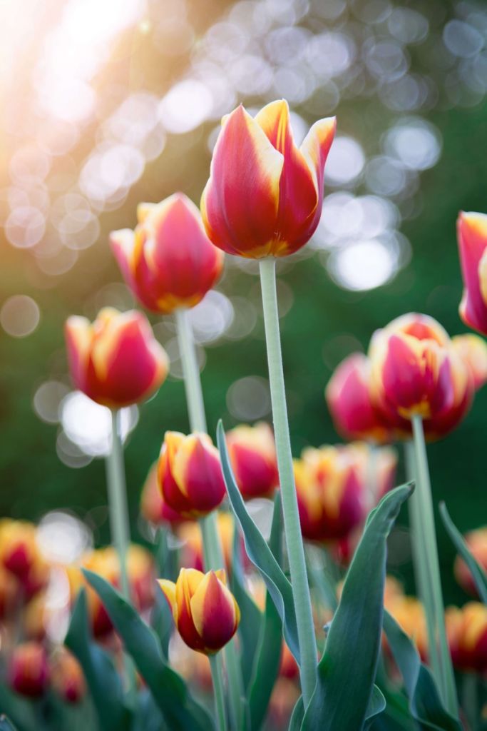Czerwony z żółtymi tulipanami