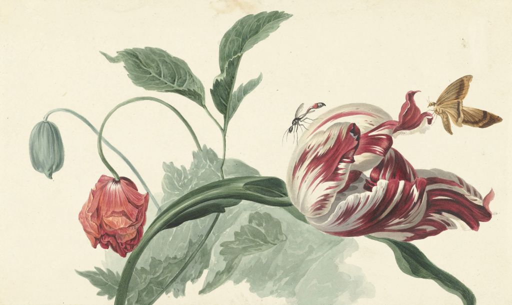 Tulipan i mak, Willem van Leen