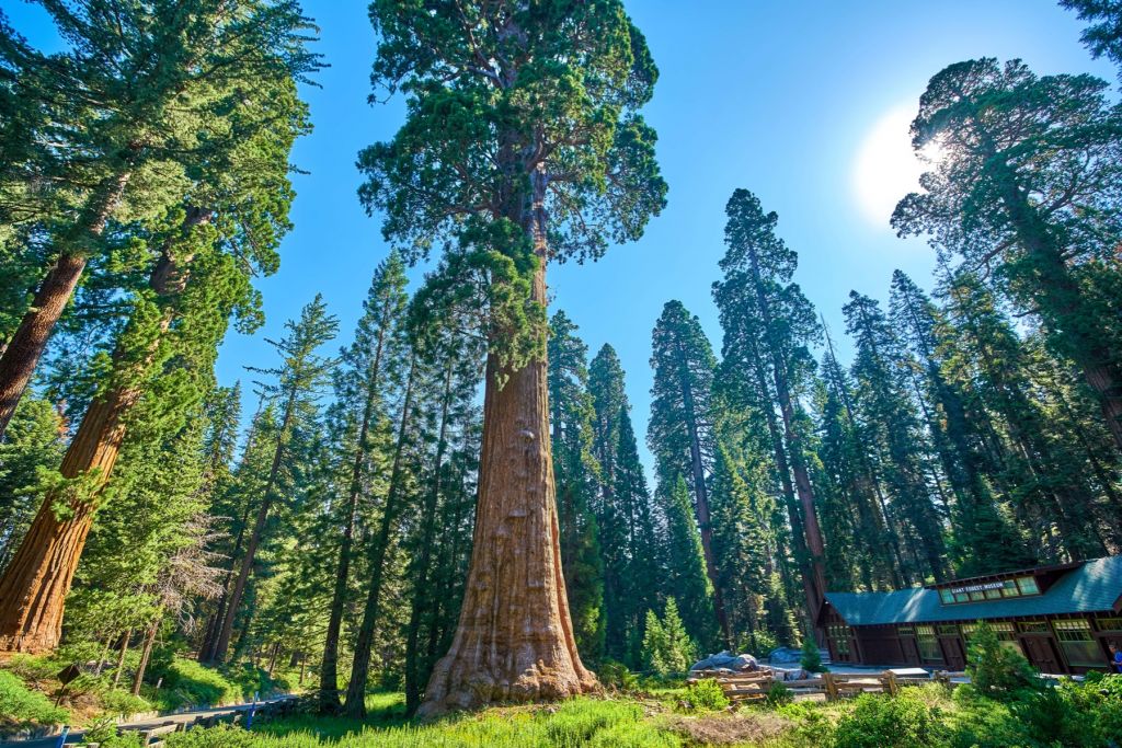 Drzewa Sequoia