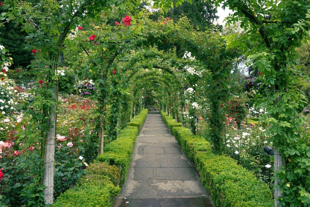 Ścieżka przez ogród różany
