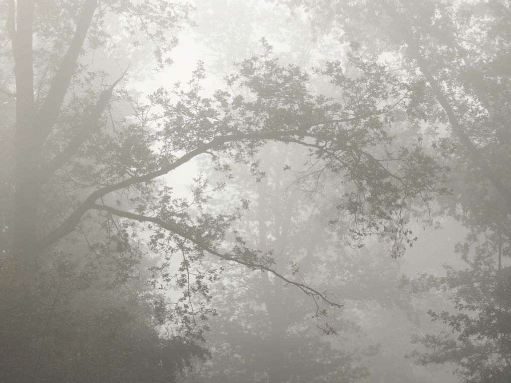 Piękny las we mgle