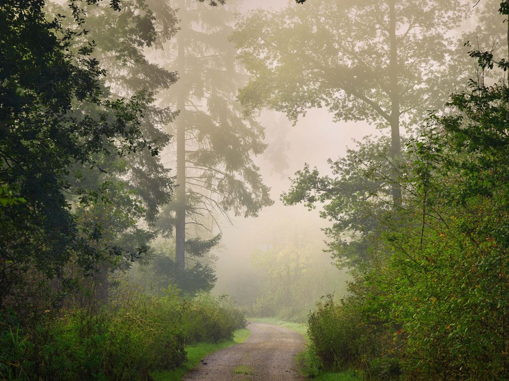 Droga przez mglisty las