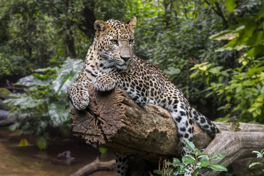 Leopard na drzewie