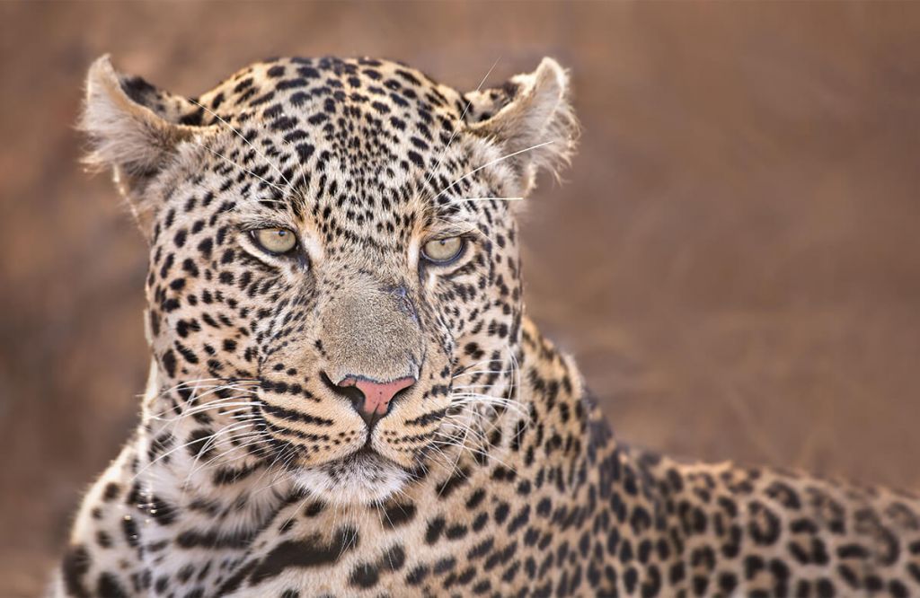 Portret leoparda