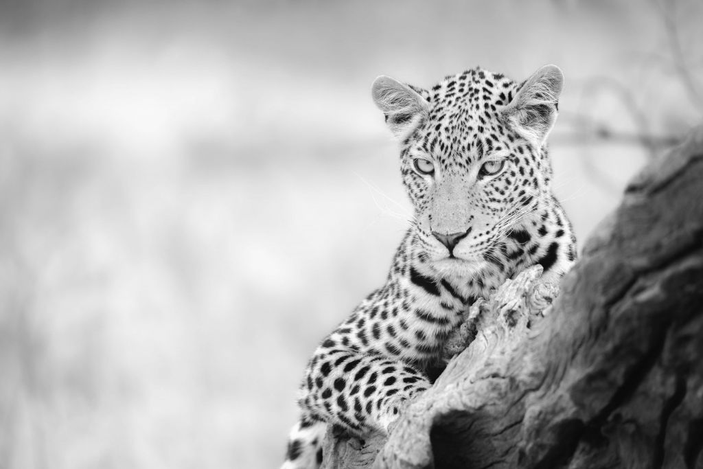 Leopard czarny, biały