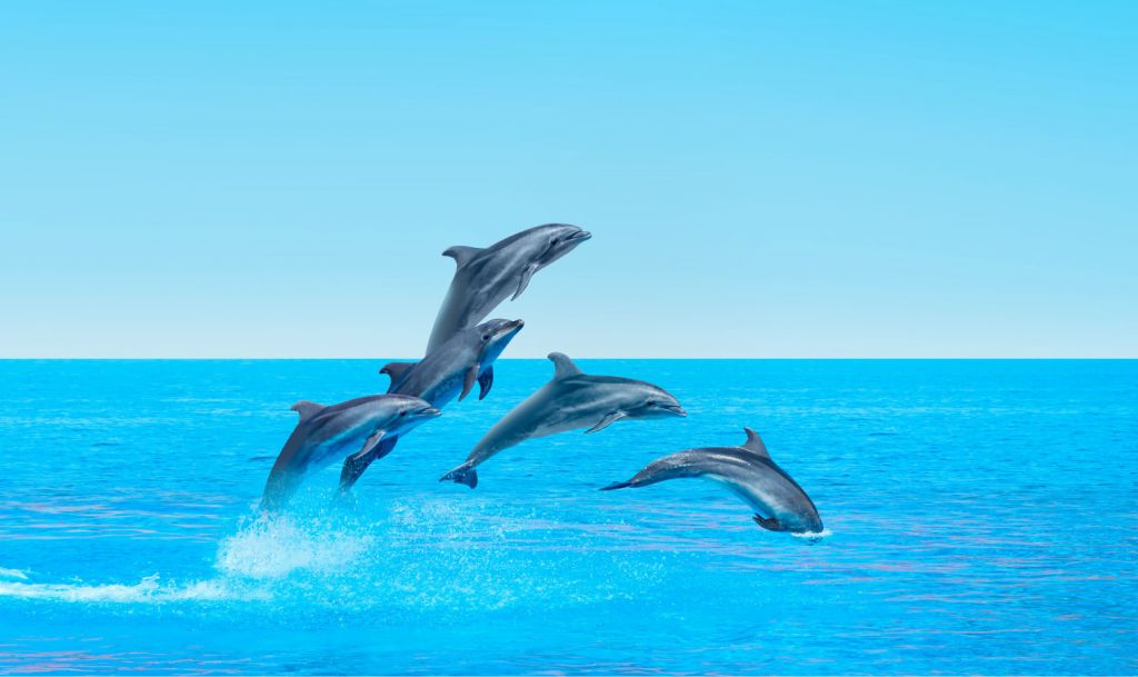 Skacz_ce delfiny