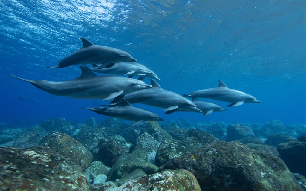 Delfiny i skały