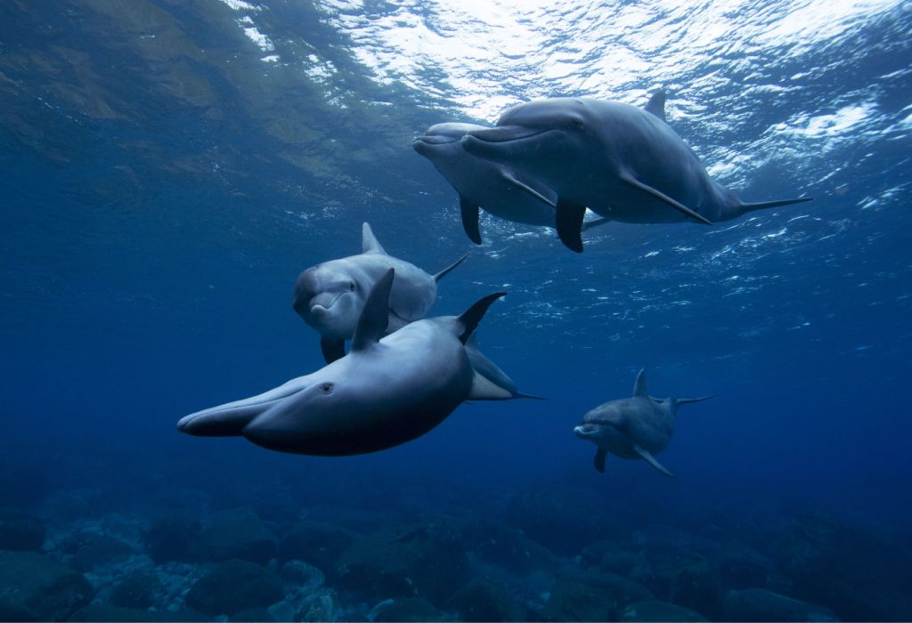 Wesołe delfiny