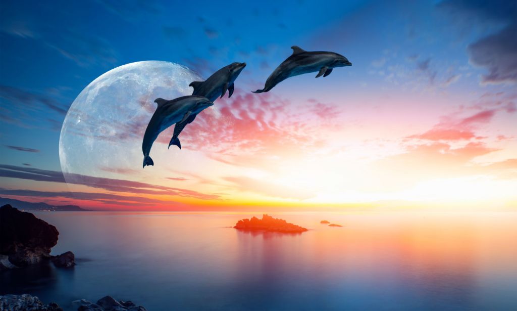 Delfiny w nocy
