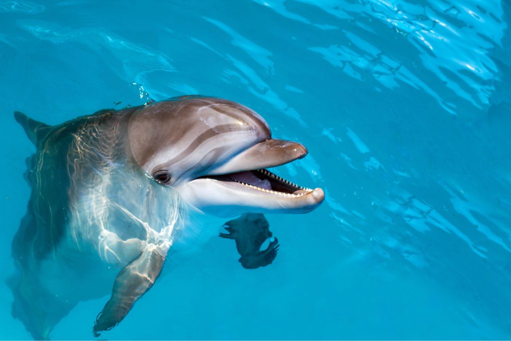 Przyjazny delfin