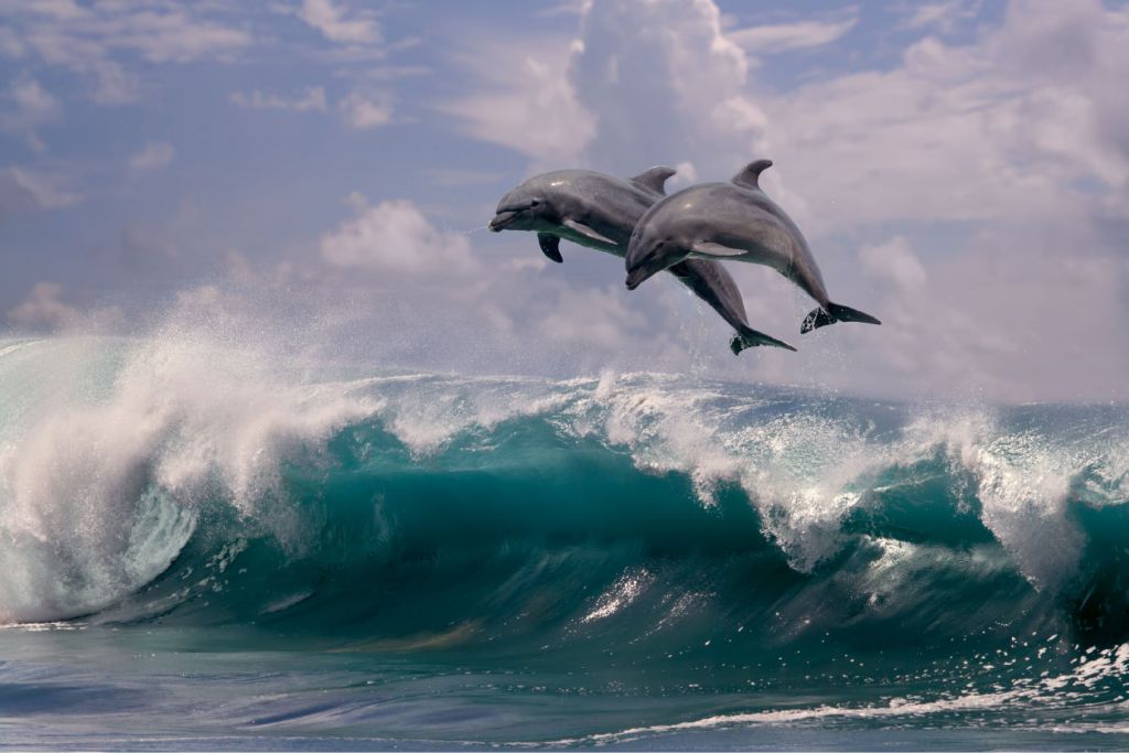 Delfiny i fale