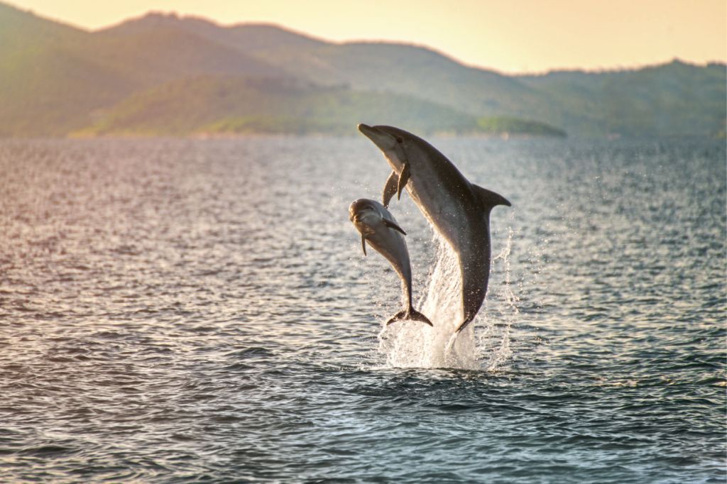Dwa skacz_ce delfiny