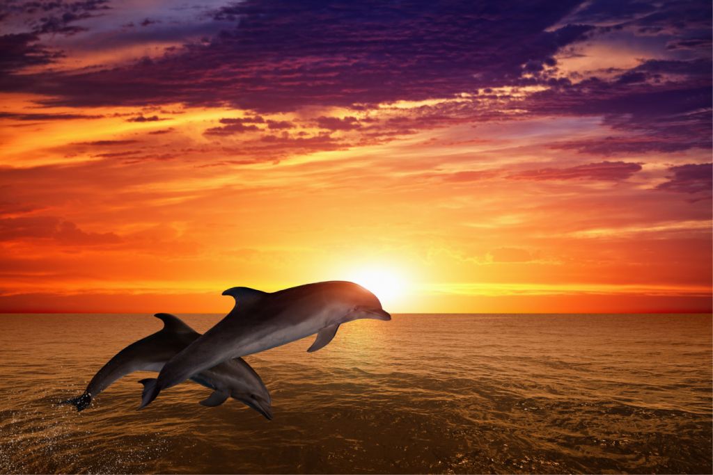 Delfiny w wieczornym s_o_cu