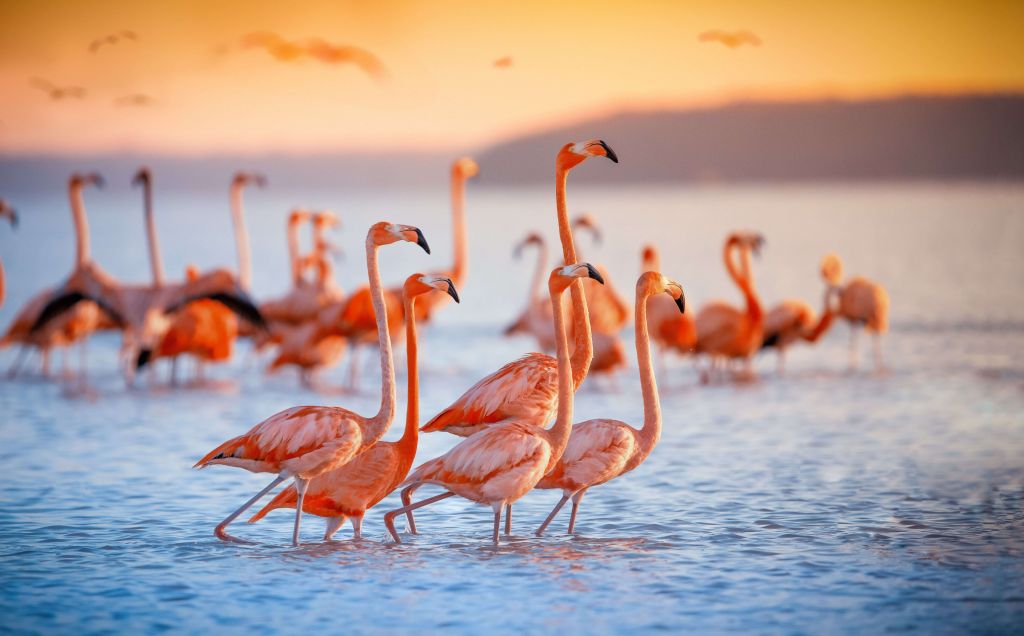 Gapiące się flamingi