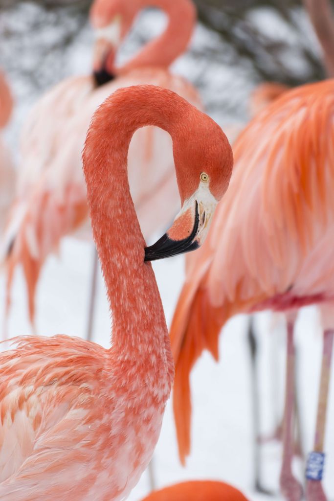 Portret flaminga