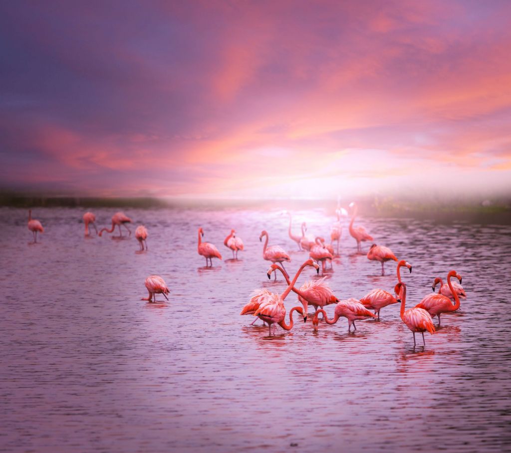 Flamingi na tle zachodzącego słońca
