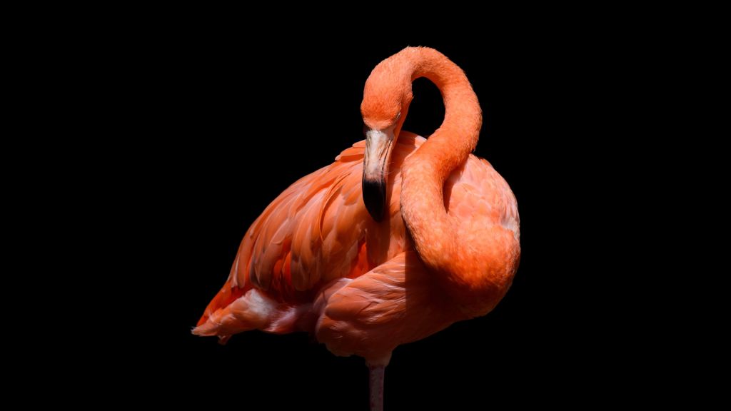 Flamingo na czarnym tle