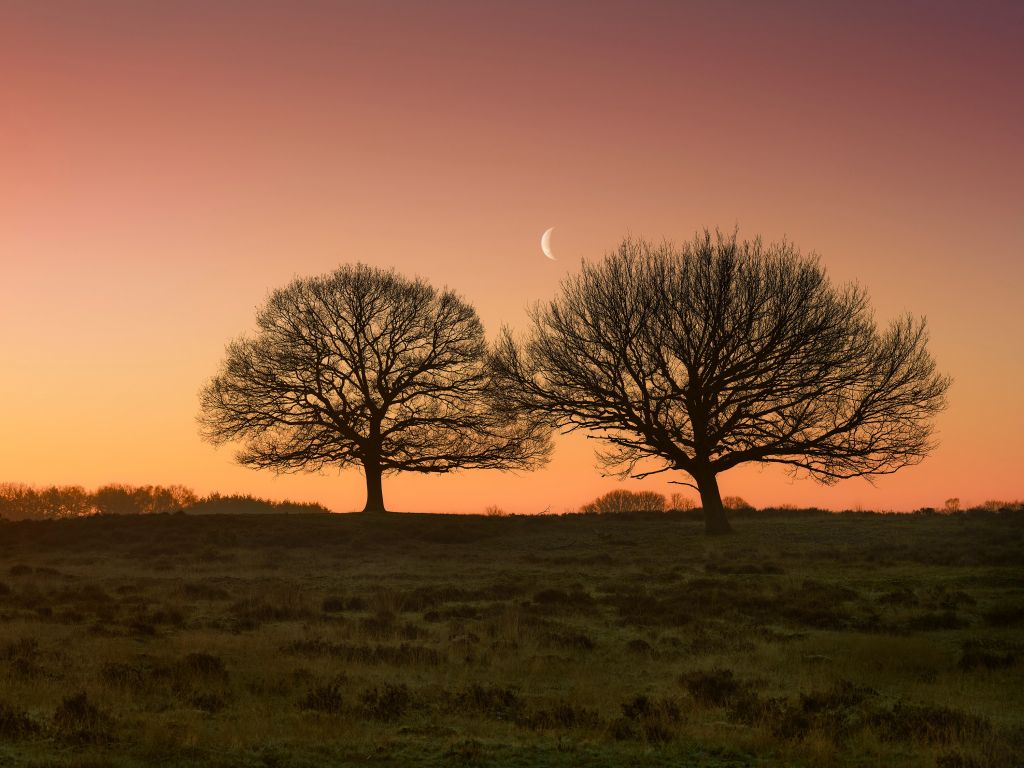 Księżyc między drzewami