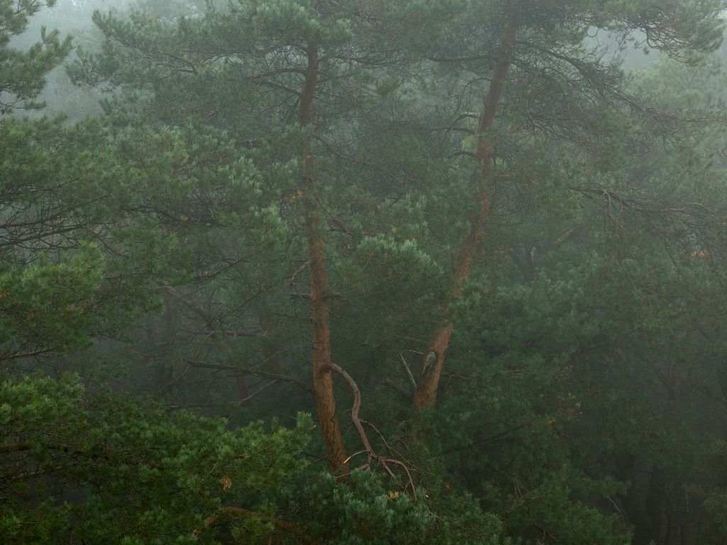 Mgła między drzewami