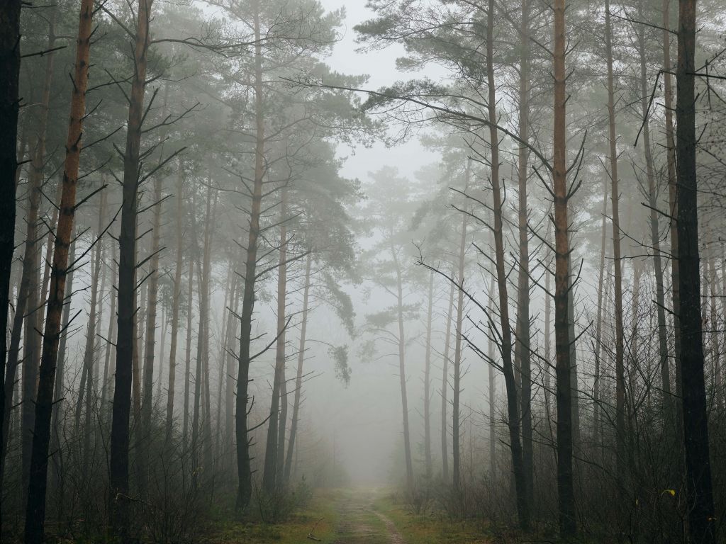 Ścieżka we mglistym lesie