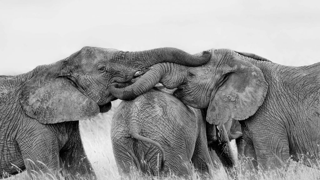 Elephant Playing