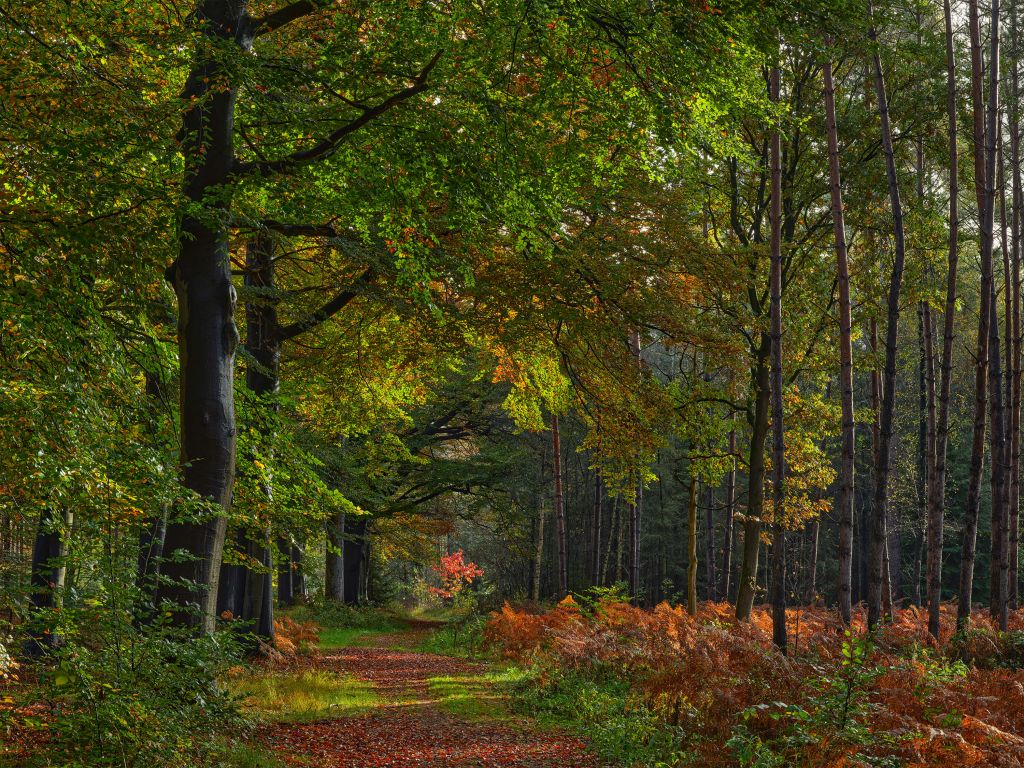 Ścieżka z liśćmi przez las