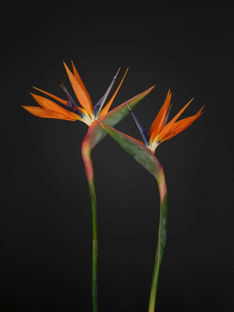 Kwiaty rajskiego ptaka w kolorze pomarańczowym