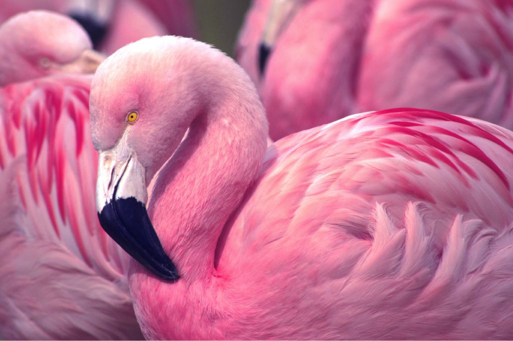 Zbliżenie na flaminga