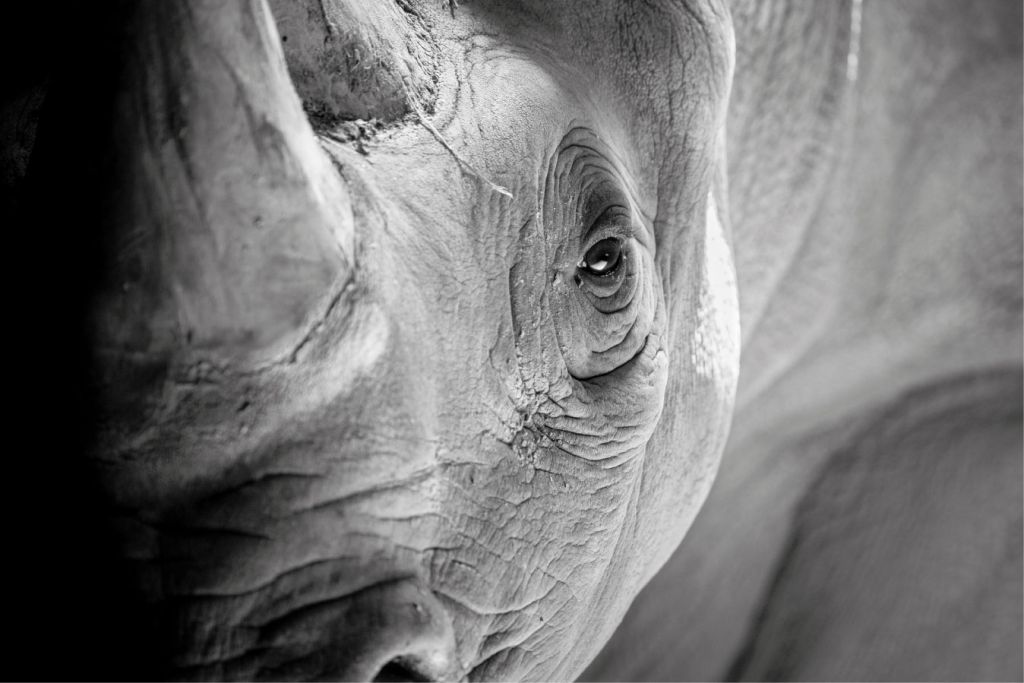 Zbliżenie na nosorożca