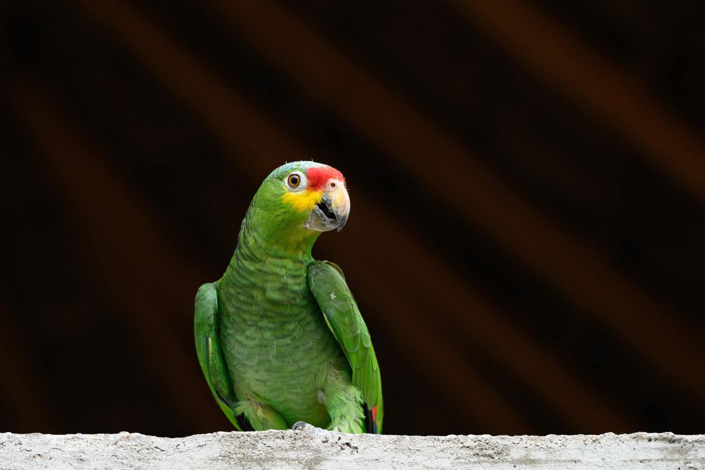 Ciekawska papuga