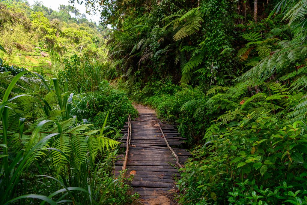 Drewniany mostek w dżungli