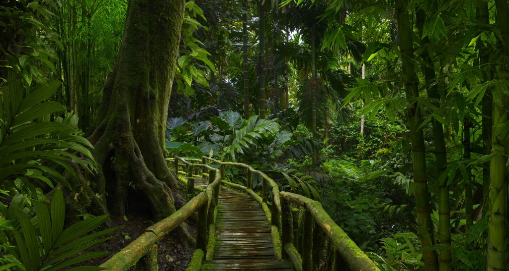 Wąski mostek w dżungli