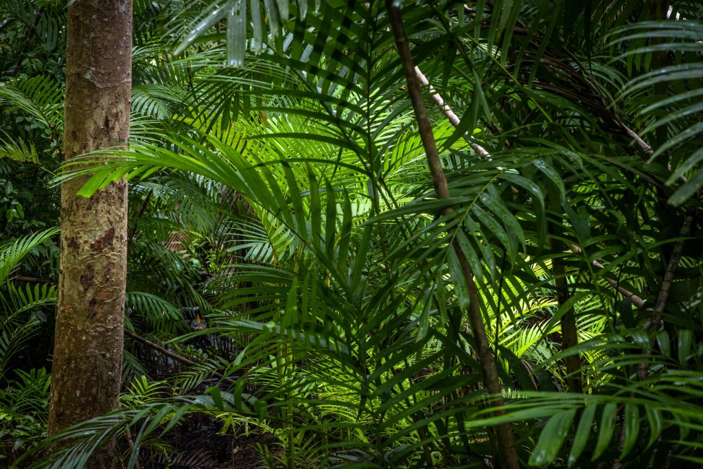 Tropikalne lasy deszczowe