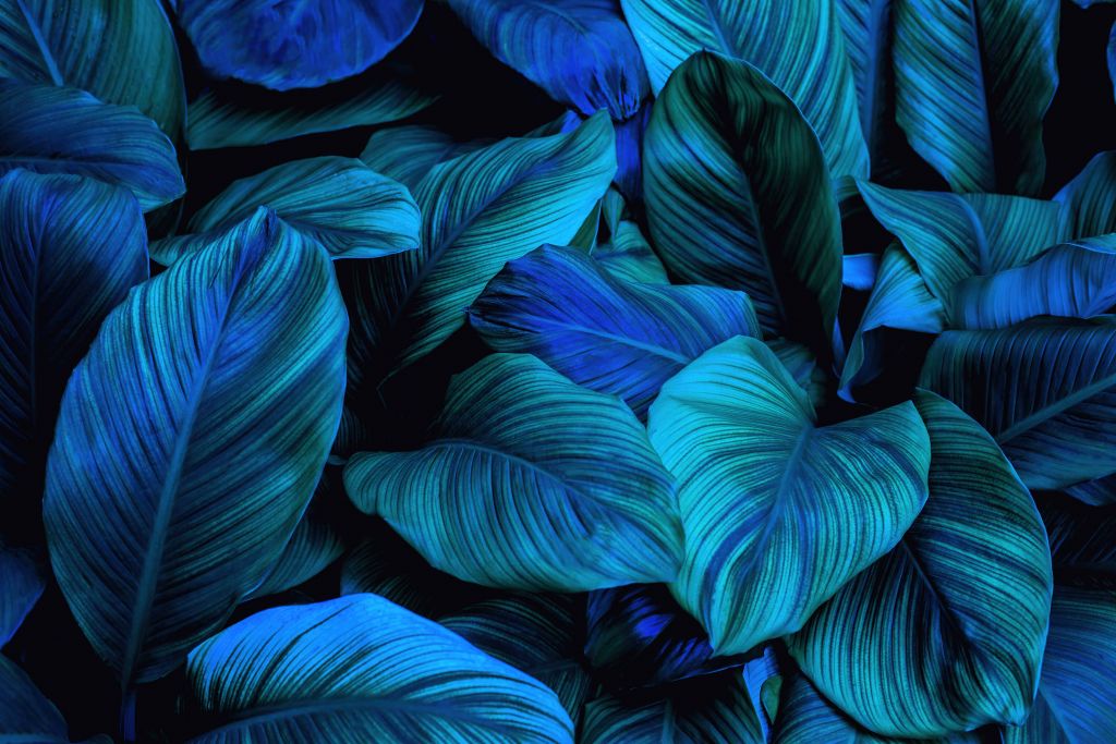 Niebieskie liście