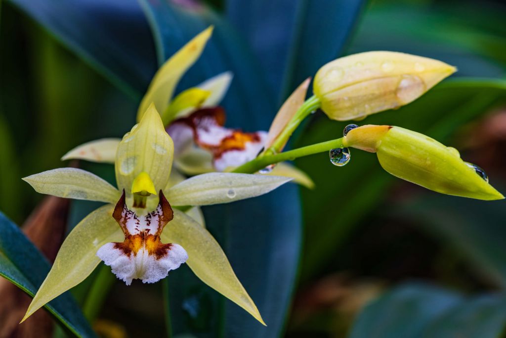 Dzika żółta orchidea