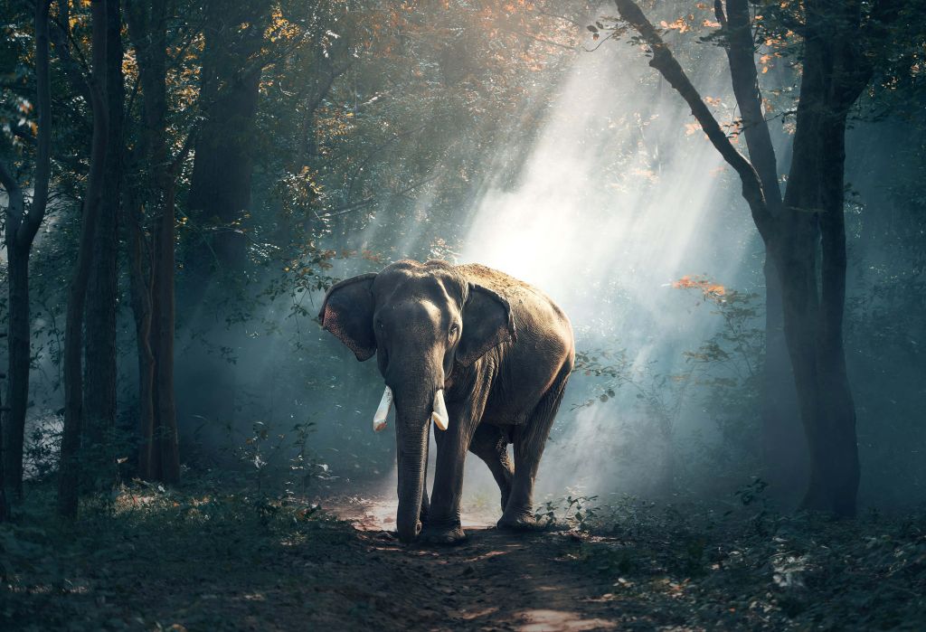 Słoń w dżungli