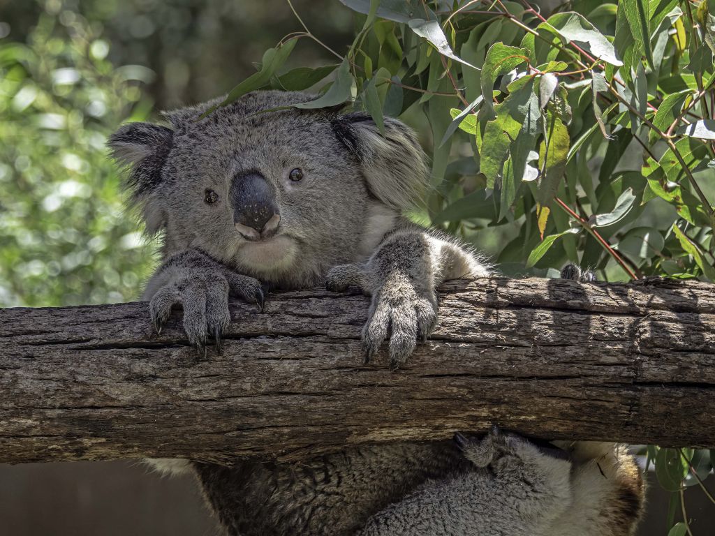 Urocza koala