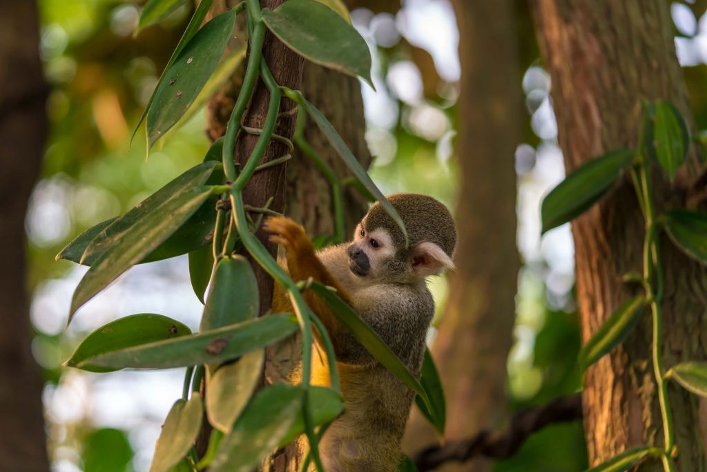 Mała małpka na drzewach