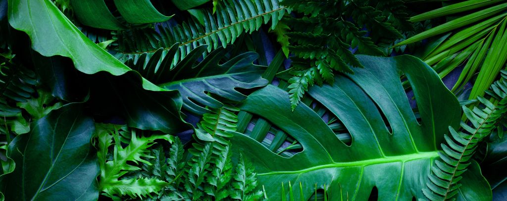 Zielone liście dżungli
