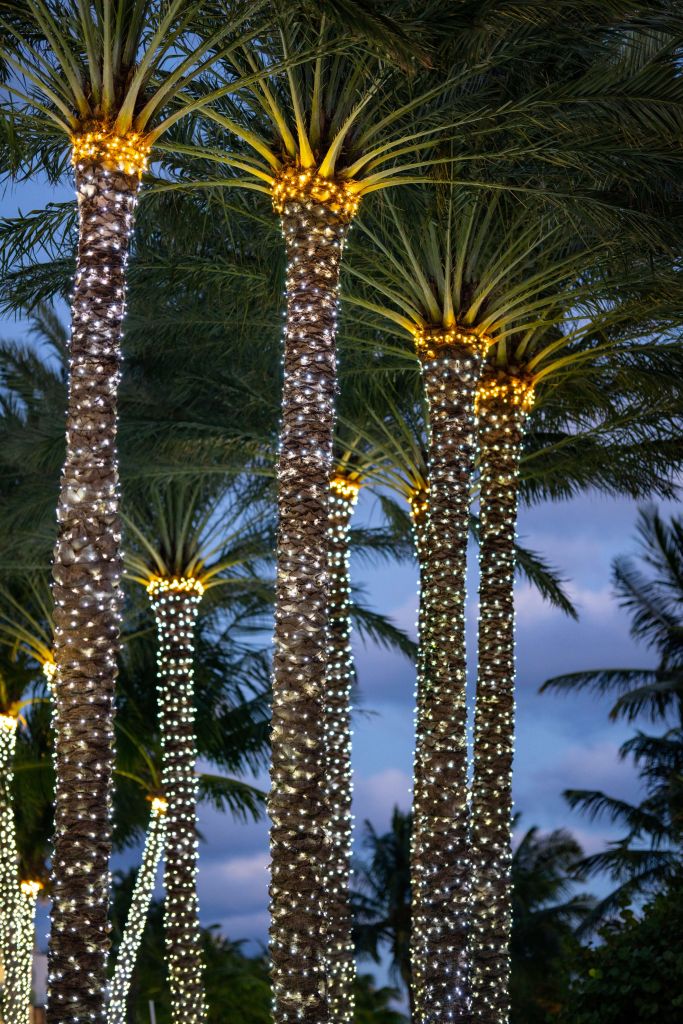 Podświetlane palmy