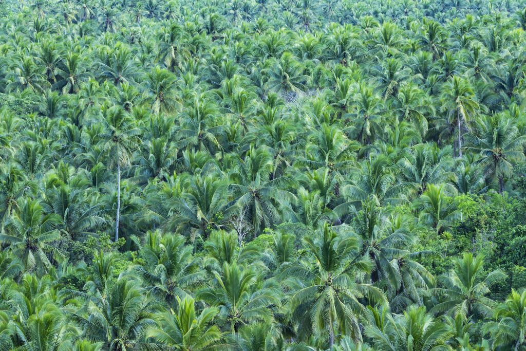 Zdjęcie lotnicze lasu palmowego