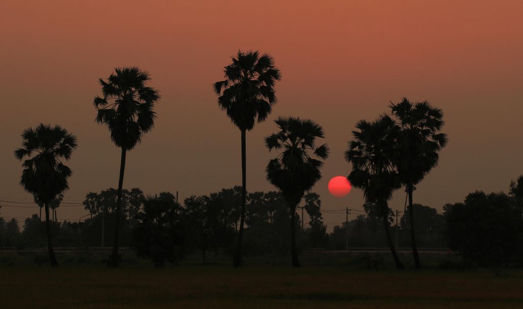 Zachód słońca za palmą