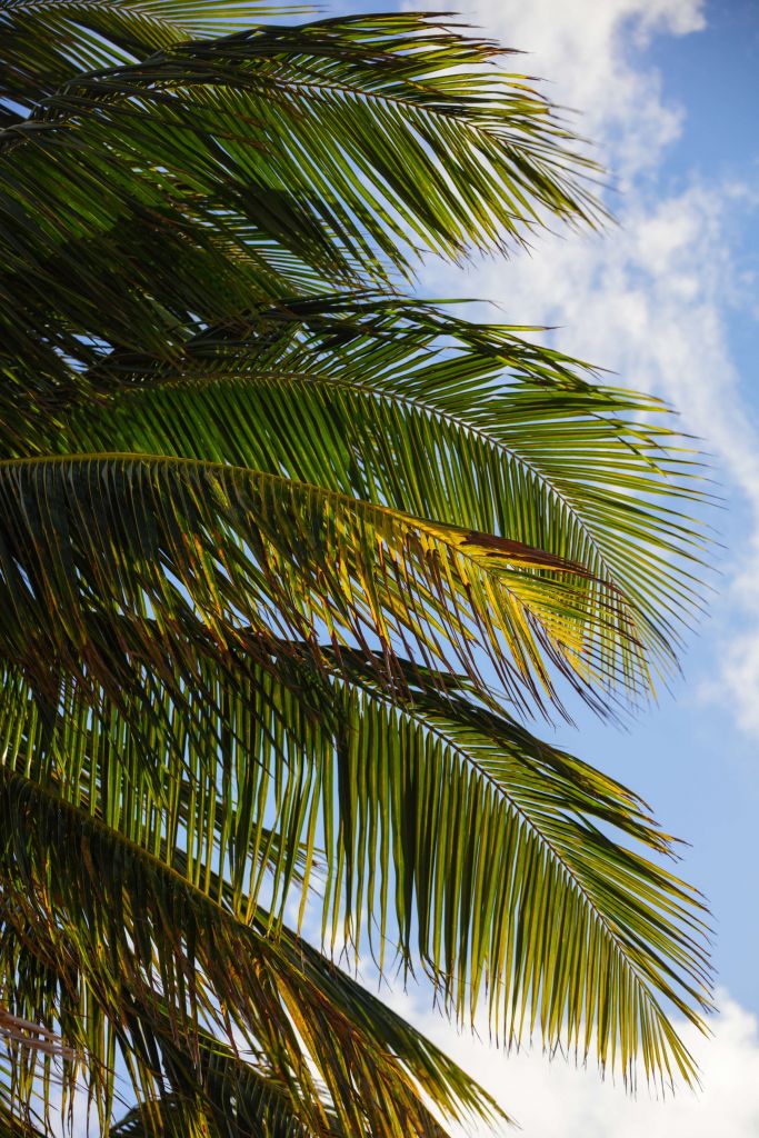 Zbliżenie na liście palmy
