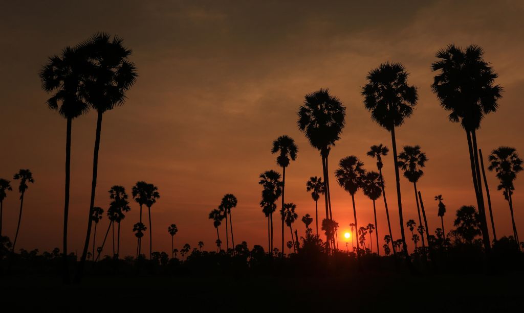 Zachód słońca za palmami kokosowymi