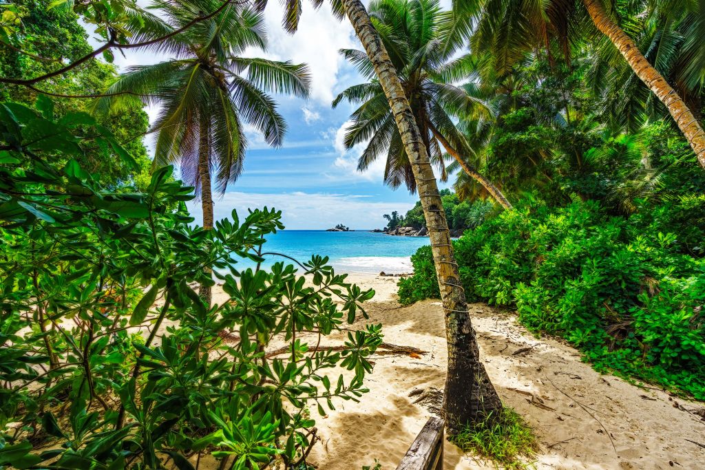 Plaża między palmami