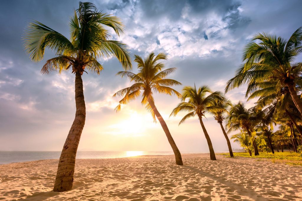 Palmy kokosowe na tle zachodzącego słońca