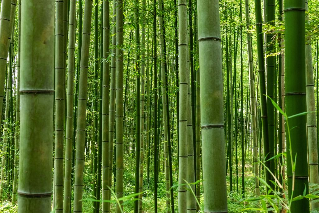 W środku lasu bambusowego