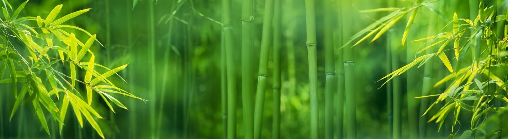 Bambus i liście