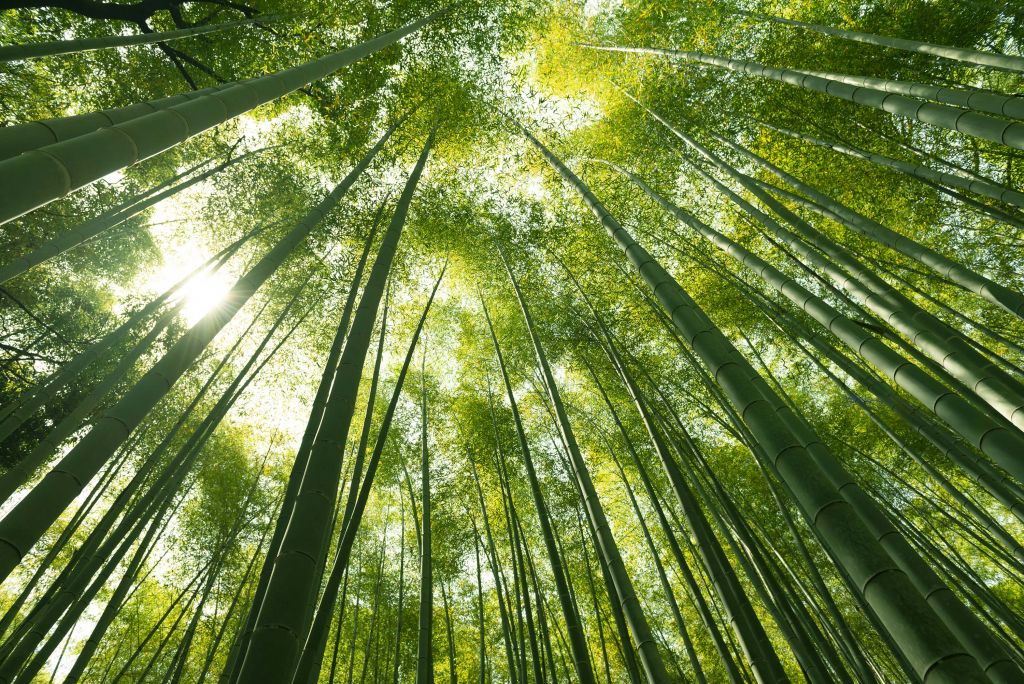 Las bambusowy w Japonii